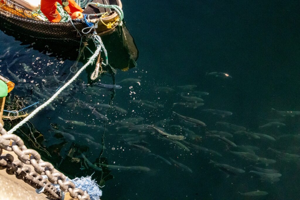 Sockeye salmon being counted by the ʼNa̱mg̱is Nation’s test boat at Ya̱lis in 2025. Photo by Emilee Gilpin.