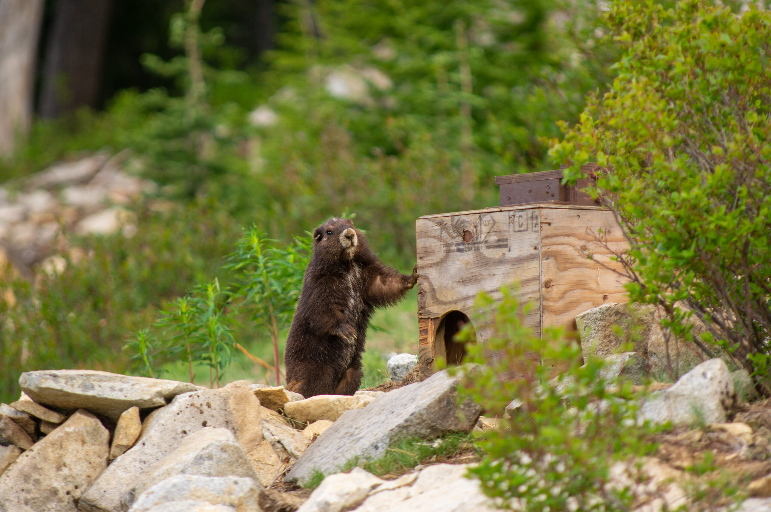 Vancouver Island Marmot Recovery
